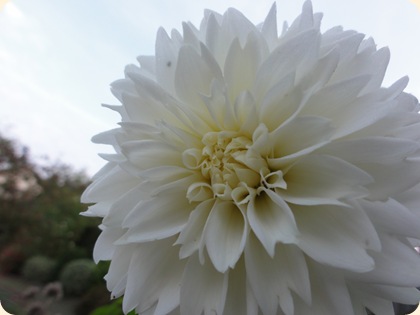 Dahlia