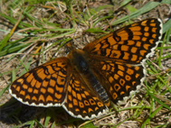 Granville Fritillary (2020)