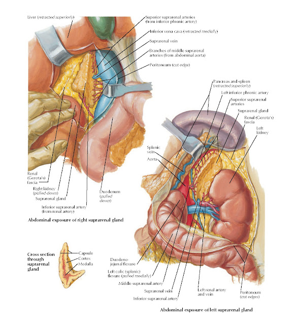 Arteries and Veins of Suprarenal Glands in Situ Anatomy