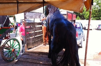 Fallecen en Cozumel dos caballos caleseros, a uno lo arrollan en carretera y el otro muere por cólicos
