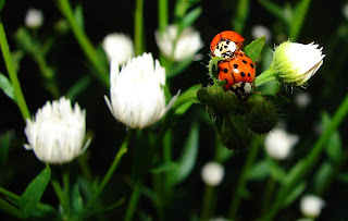 Fauna, Flora, Tiere, Vögel, Fische, Insekten, Blumen, Bäume, Berge, Meer, Ozean, Natur, Sonne, Mond, animals, birds, fish, insects, flowers, trees, mountains