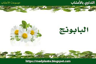 البابونج,Camomille Romaine,أقحوان شريف,Noble,البابونج الروماني,كاموميل,تفاح الأرض