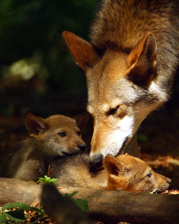 Red Wolf