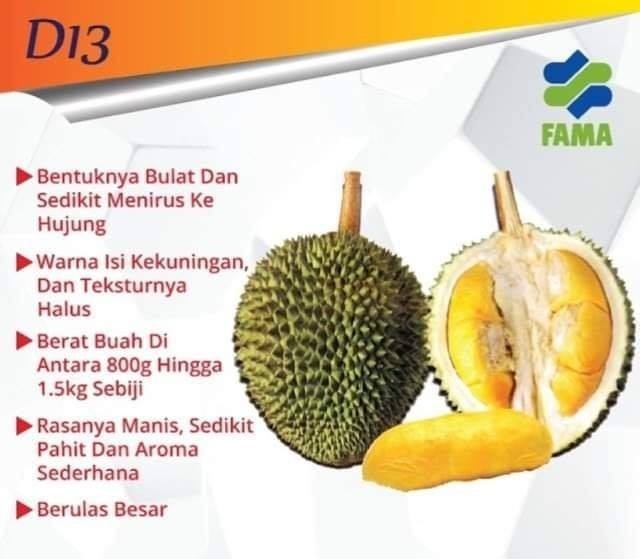 10 Jenis Baka Durian Paling Popular Digilai Ramai Di ...