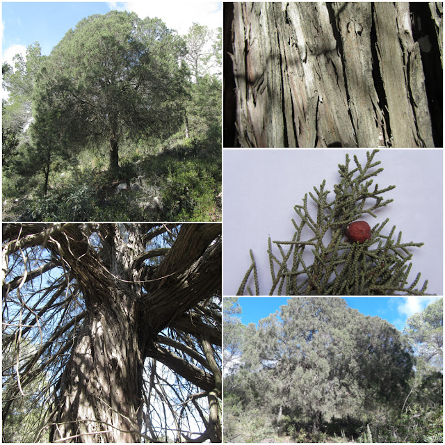 ARBRES SINGULARS, ARBRES REMARCABLES DEL PLA DE MANLLEU (ALT CAMP) I AIGUAVIVA (BAIX PENEDÈS), Savina de Cal Domingo al Pla de Manlleu