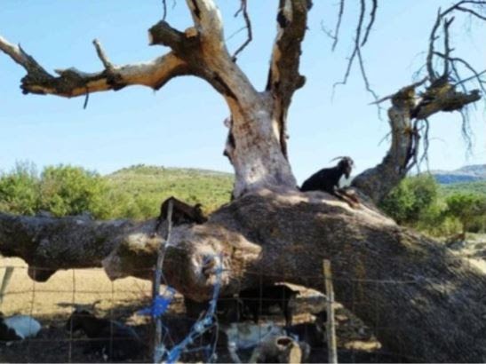 Κτηνοτροφικά του Ξηρομέρου Ο τσάρκος. Καλύβι για τα αρνοκάτσικα… Χώρεσε και έναν παπά! Αφιερωμένο στους τσοπάνηδες