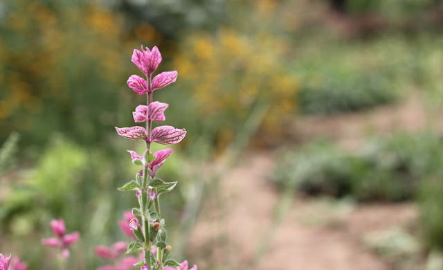 Annual Clary Sage