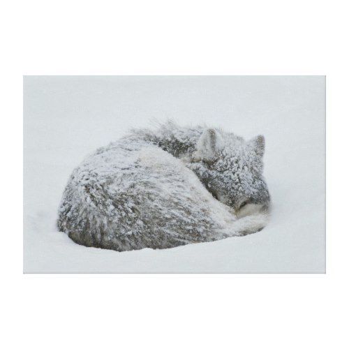 Gray Wolf Curled Up in Snow | Wildlife Canvas Print