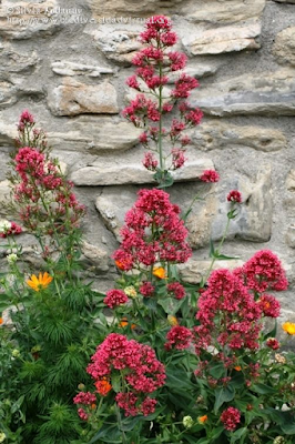 http://www.biodiversidadvirtual.org/herbarium/Centranthus-ruber-%28L.%29-DC.-Atrococcineus-img307601.html