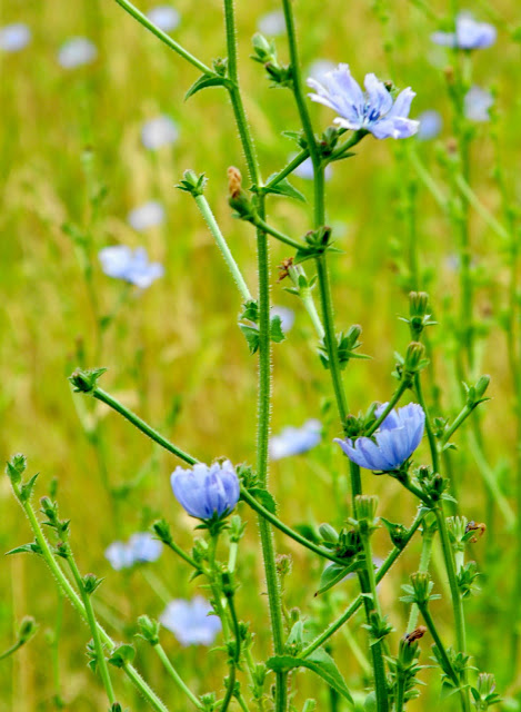 Close up picture of chicory flower