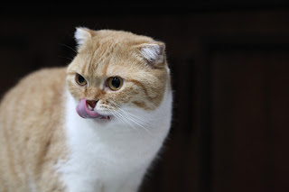 Scottish Fold Cat