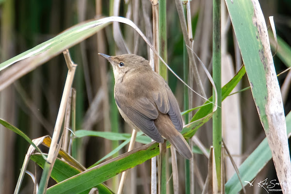 Reed warbler