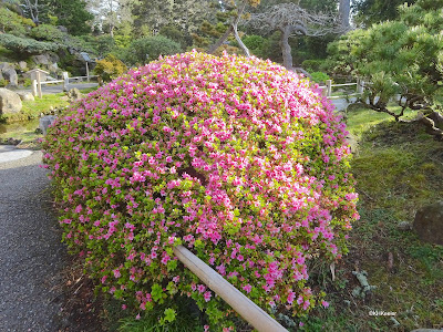 rhododendron