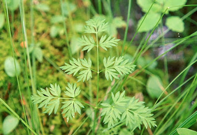 Гирчовник китайский / Лигустикум китайский (Conioselinum chinense, =Ligusticum chinense)