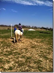 horse