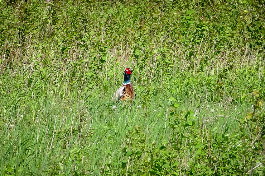 P1040454 Ring-necked Pheasant