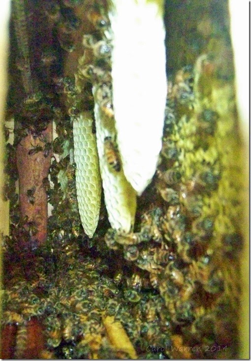 030cs B