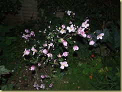 DSCF2299