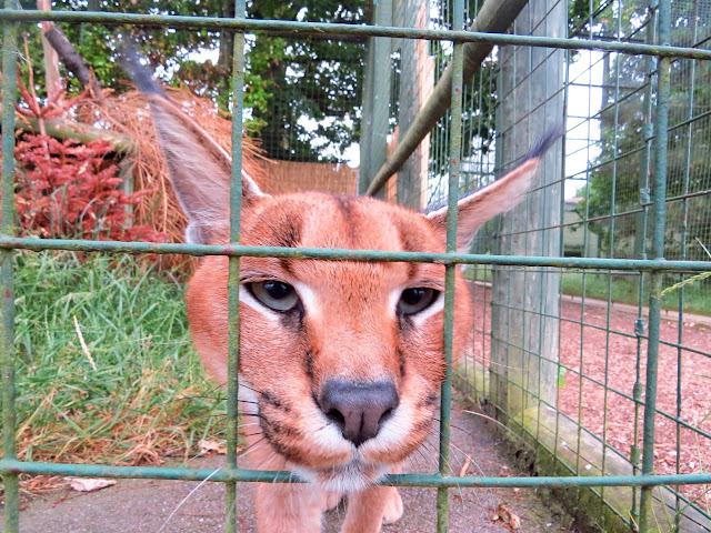 Caracal