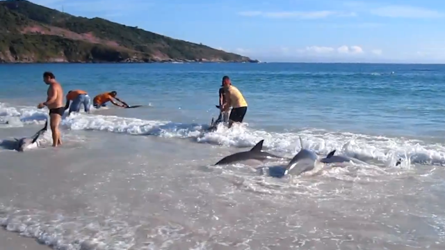 Banhistas salvam 30 golfinhos em Arraial do Cabo