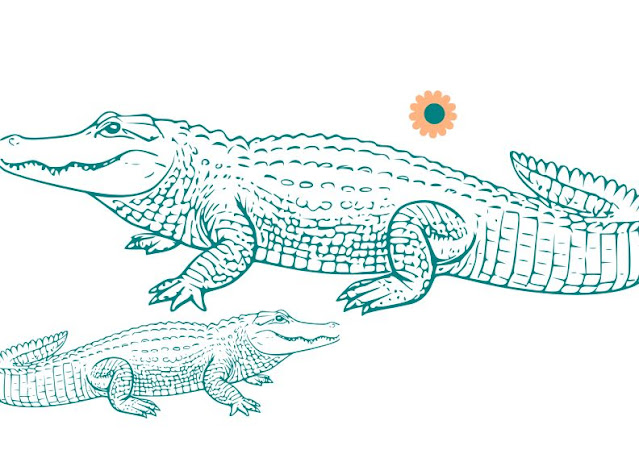 American Alligator