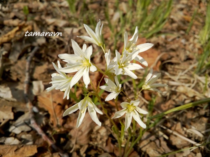 Ллойдия трёхцветковая (Lloydia triflora, =Ornithogalum triflorum, =Gagea triflora)