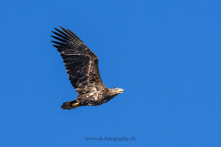 Wildlifefotografie jagender Seeadler Olaf Kerber