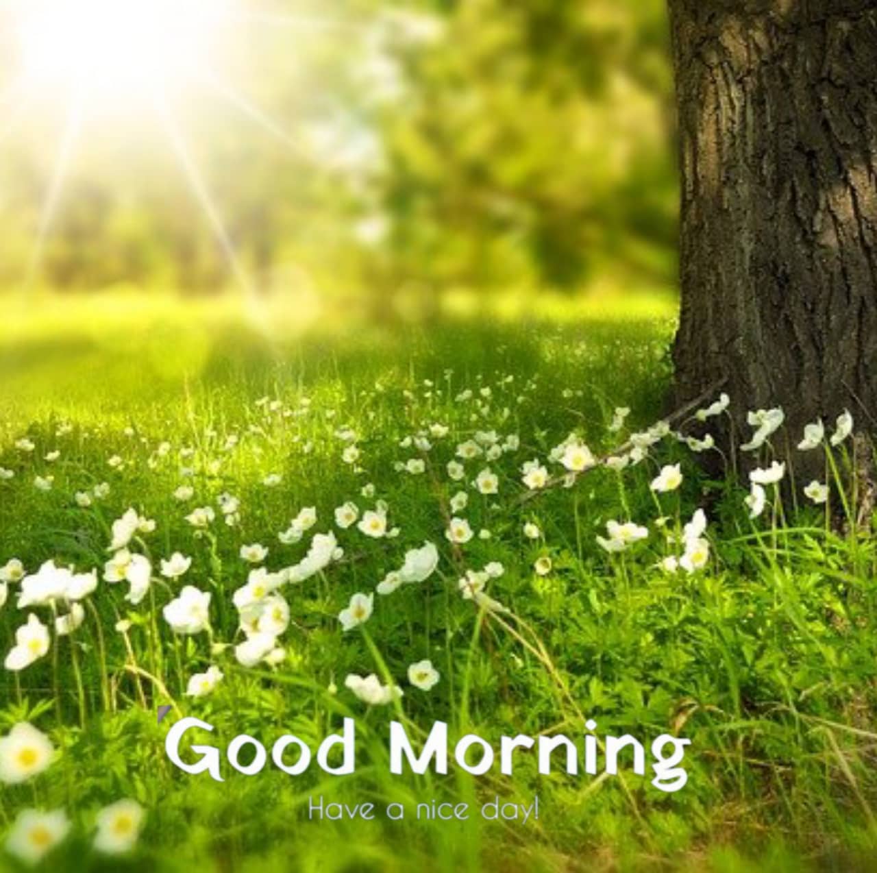 Good Morning quotes in Hindi 2022