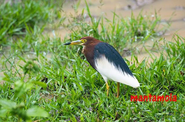 Chinese Pond Heron