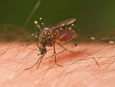 Foto mosquito picando