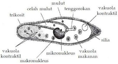 Protista Mirip Hewan (Protozoa)  Ilmu Pengetahuan