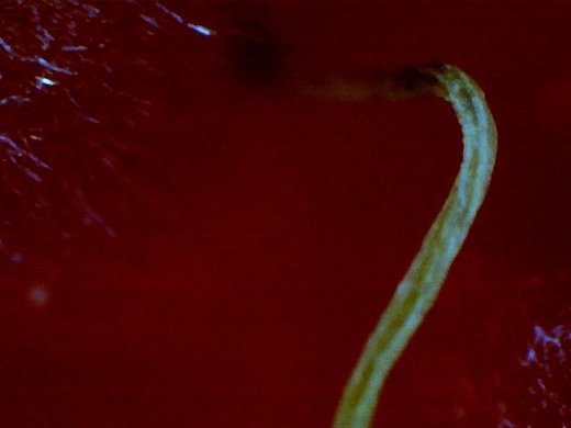 Raspberry droop close-up of the flesh with strand 3