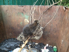 Saving some raccoons from a dump, saving raccoons