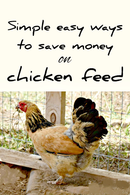 Save money on chicken feed with these cheap and free methods.