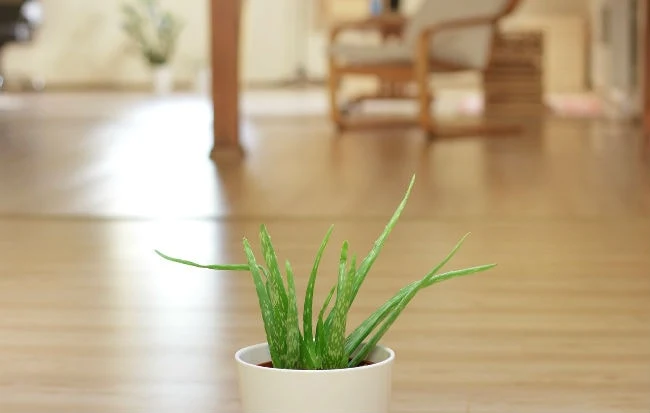 Le piante utili contro l'inquinamento indoor