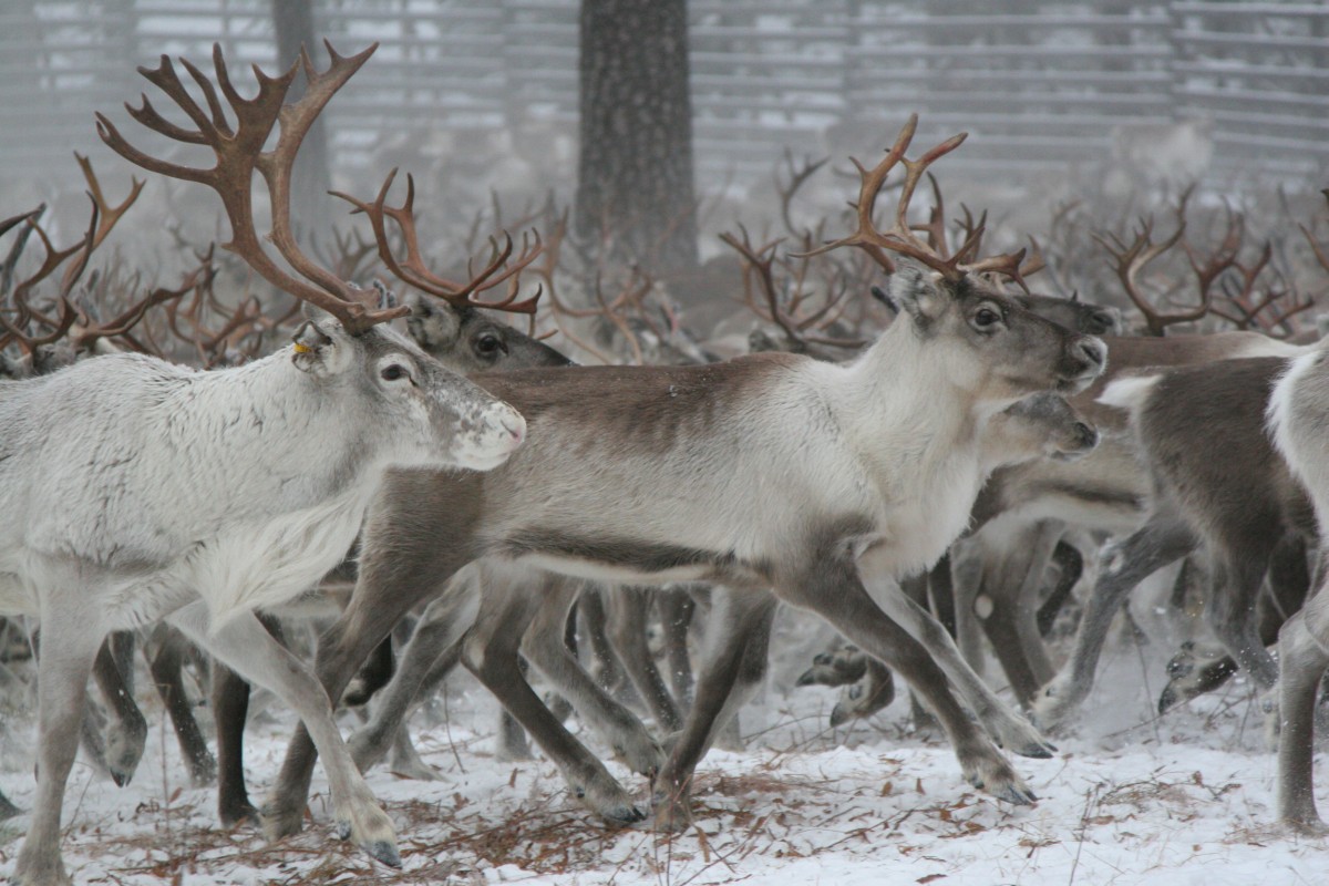 Picture Of Reindeer 6