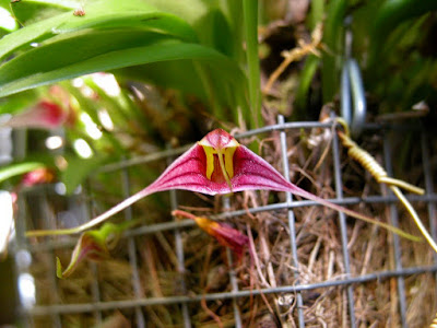 Masdevallia odontocera care and culture