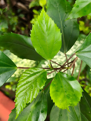OPPO Reno 14 5g Camera Sample