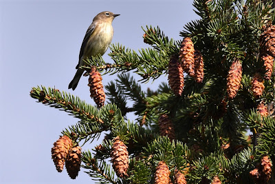 Yellow-rumped Warbler birds Great Trail Canada.