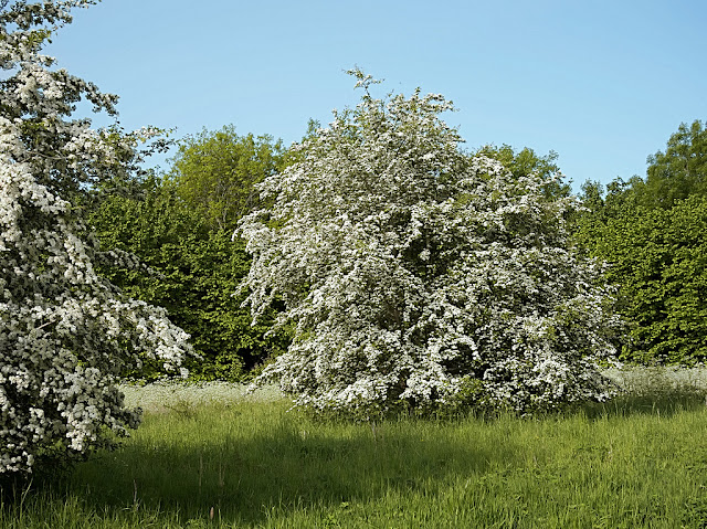 Isolated bush covered in hawthorn blossom