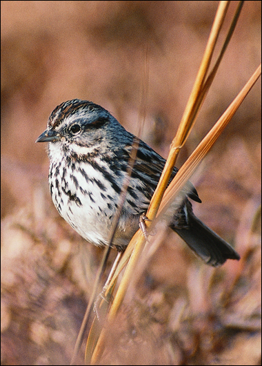 Otowi Christmas Bird Count 2011