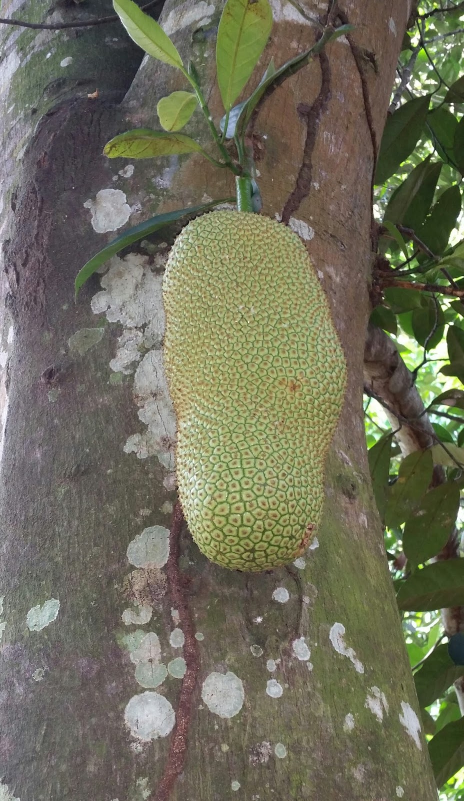 Warisan Petani Kebun Buah buahan  5 Musim Buah  