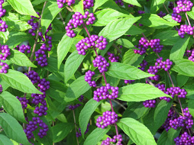 beautyberry bush