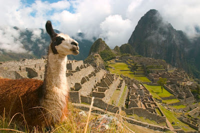  llama machu Picchu 