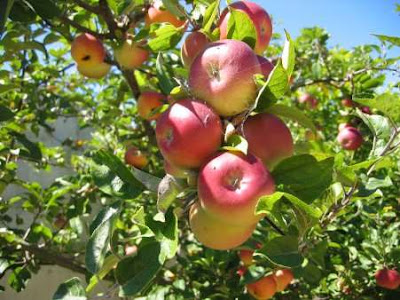 Have you ever seen an Apple tree?