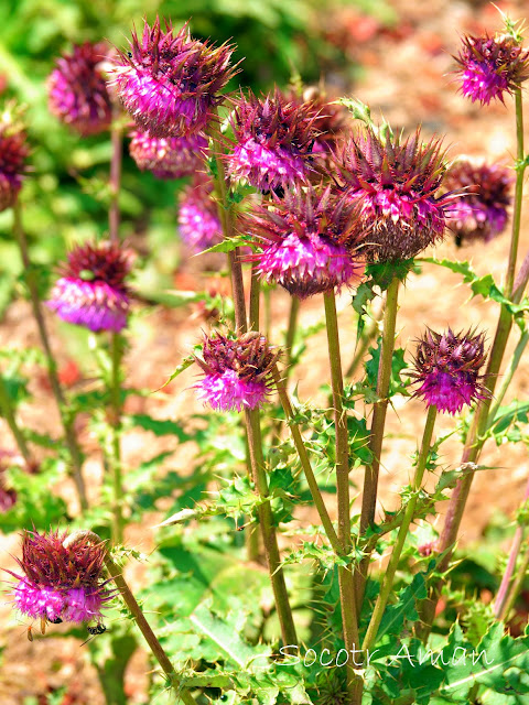 Cirsium purpuratum