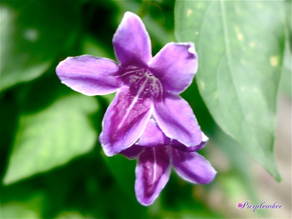 薇薇花园 紫鹤花