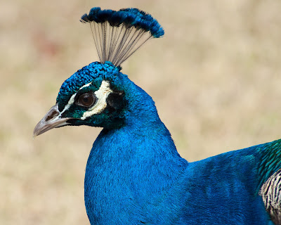 Male Peacock, Garvan Woodland Gardens