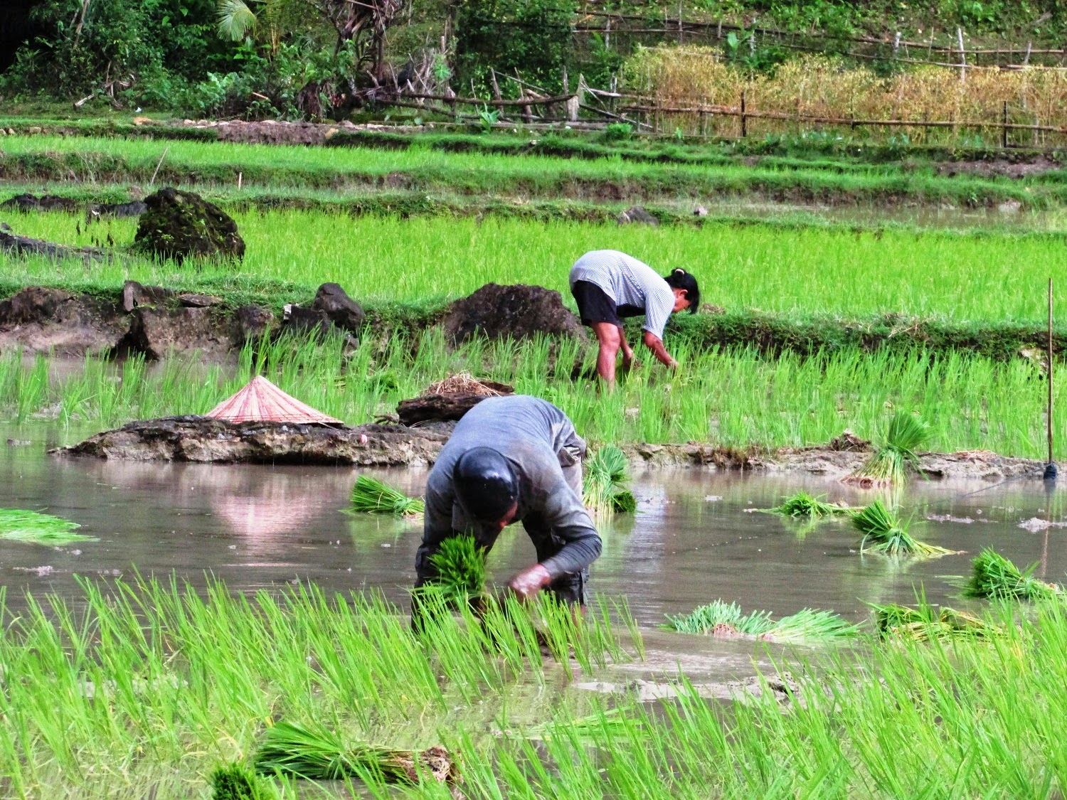 Foto Pak Tani Menanam Padi Di Sawah