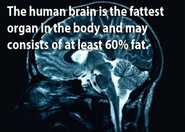 amazing facts, facts about human brains, human brains, amazing human brains, facts, science, science fact